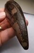 Monster T-Rex Tooth - Exceptional Condition #22546-3